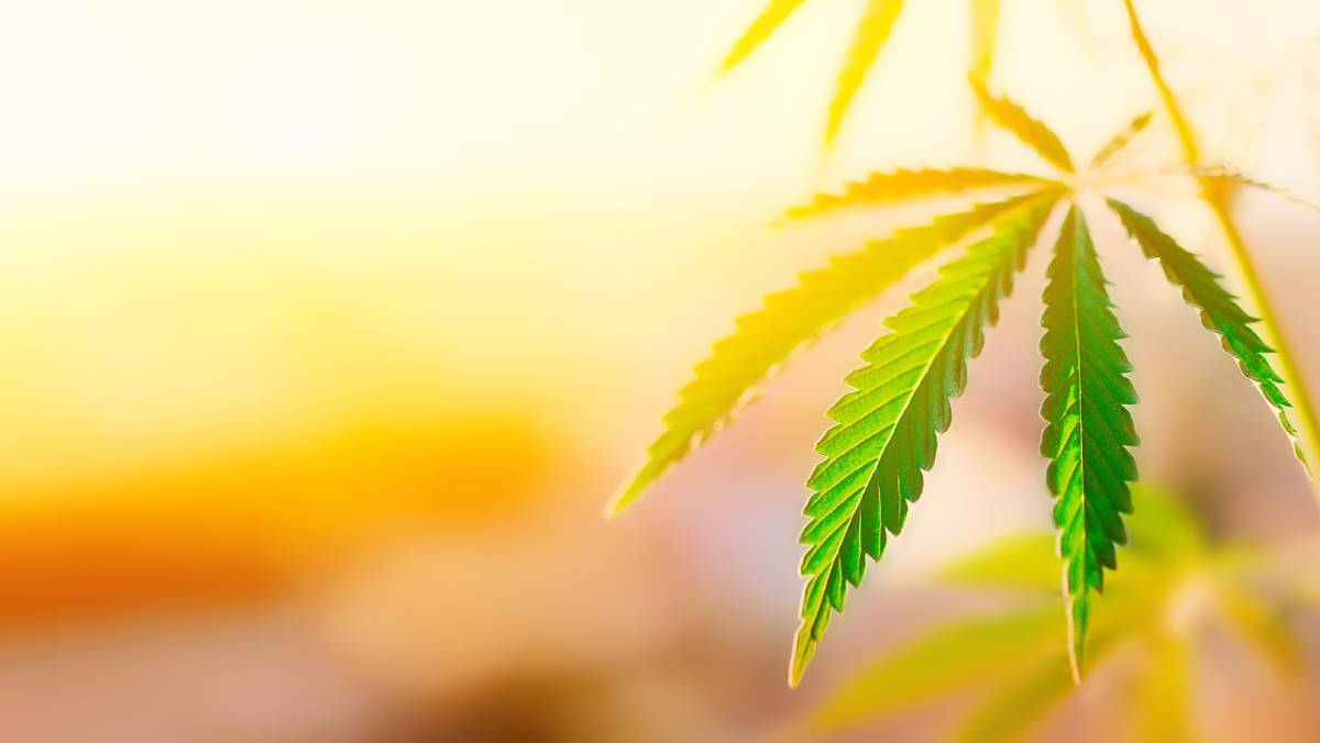 Anesthesia Management in Marijuana Users